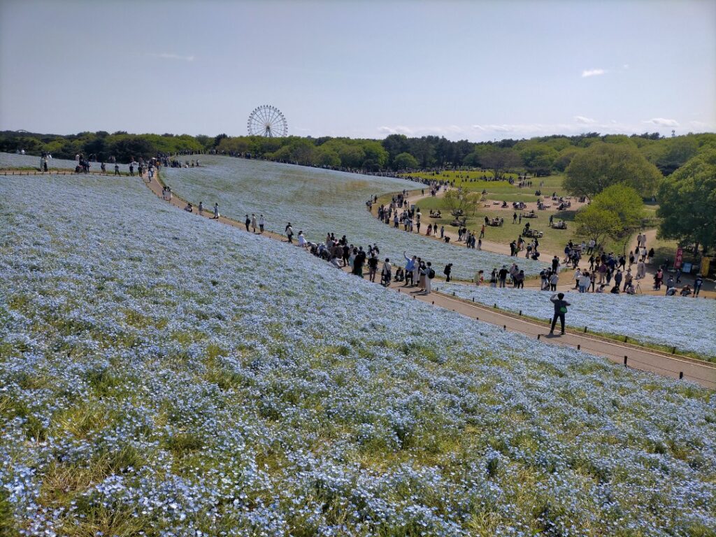 ひたち海浜公園